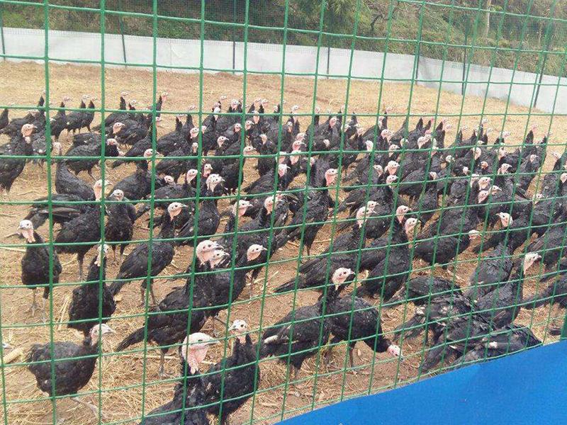 養殖圍欄網